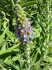 Echium candicans L.f., 1782