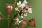  Lasioglossum Curtis, 1833