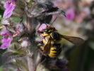 Abeille cotonnière, Anthidie cotonnière Anthidium manicatum (Linnaeus, 1758)