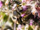 Abeille cotonnière, Anthidie cotonnière Anthidium manicatum (Linnaeus, 1758)