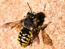 Abeille cotonnière, Anthidie cotonnière Anthidium manicatum (Linnaeus, 1758)