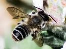  Megachile ericetorum Lepeletier, 1841