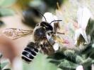  Megachile ericetorum Lepeletier, 1841