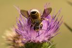  Megachile melanopyga Costa, 1863