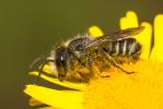 Megachile Latreille, 1802