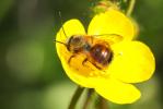 Osmie rousse Osmia bicornis (Linnaeus, 1758)