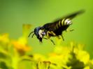  Lestica clypeata (Schreber, 1759)