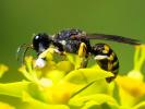  Lestica clypeata (Schreber, 1759)