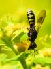  Lestica clypeata (Schreber, 1759)
