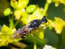  Lestica clypeata (Schreber, 1759)