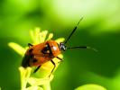  Deraeocoris punctum (Rambur, 1839)