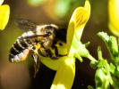  Megachile willughbiella (Kirby, 1802)