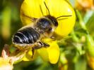  Megachile willughbiella (Kirby, 1802)