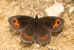 Moiré sylvicole (Le), Nègre à bandes fauves (Le),  Erebia aethiops (Esper, 1777)