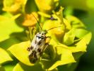  Lygus gemellatus (Herrich-Schäffer, 1835)