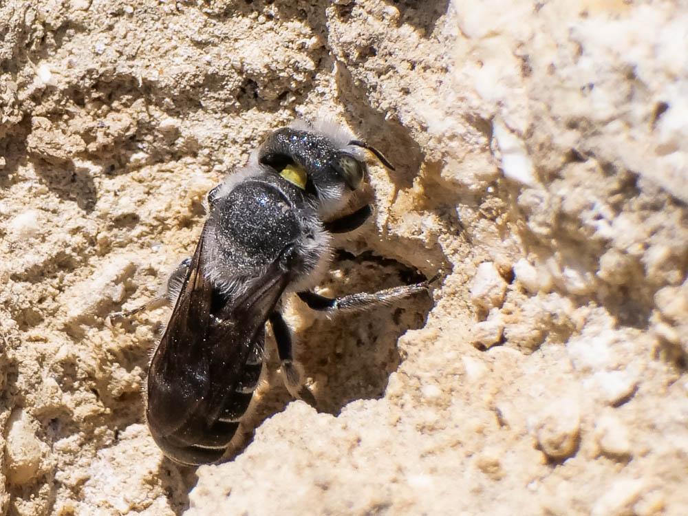  Hoplitis adunca (Panzer, 1798)