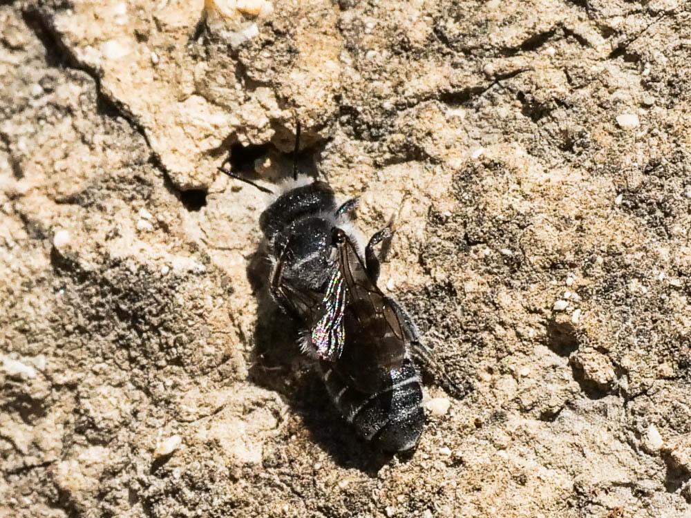 Hoplitis adunca (Panzer, 1798)