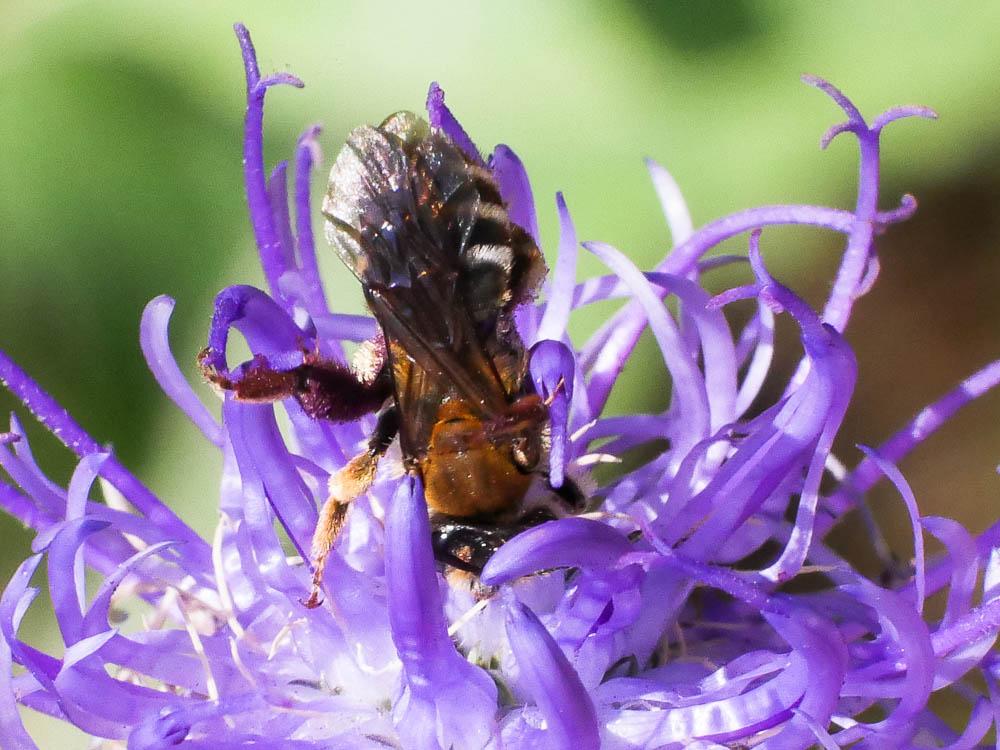 Andrena limbata Eversmann, 1852