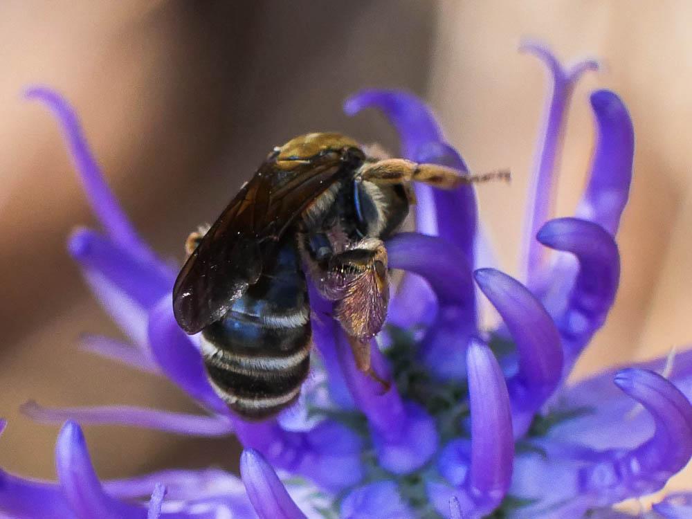  Andrena limbata Eversmann, 1852