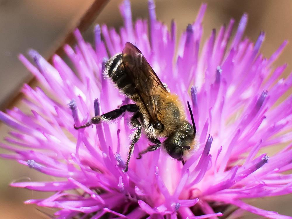  Megachile Latreille, 1802