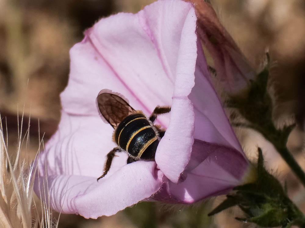  Halictidae Thomson, 1869
