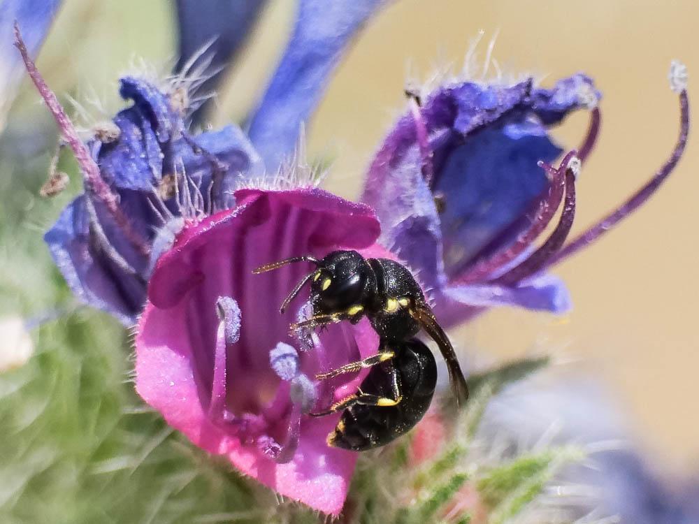 Hylaeus Fabricius, 1793