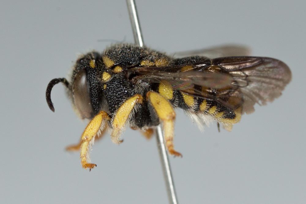  Anthidiellum strigatum (Panzer, 1805)