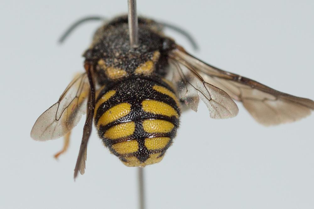 Anthidiellum strigatum (Panzer, 1805)
