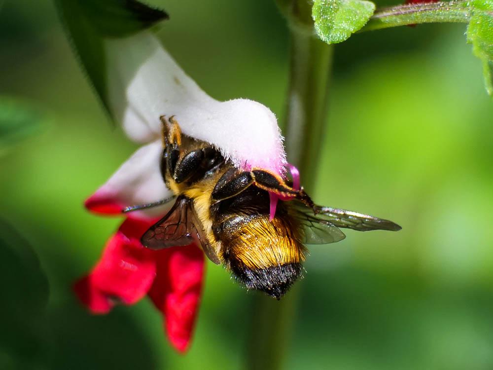  Megachile willughbiella (Kirby, 1802)