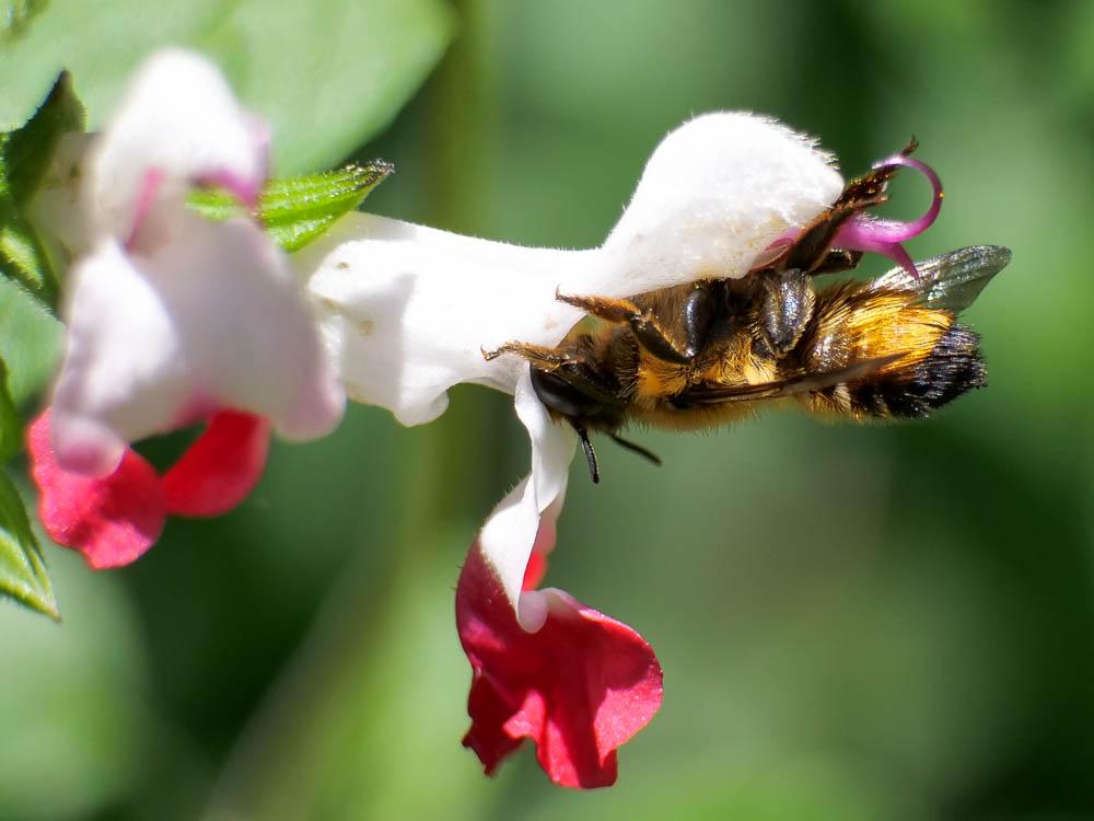 Megachile willughbiella (Kirby, 1802)