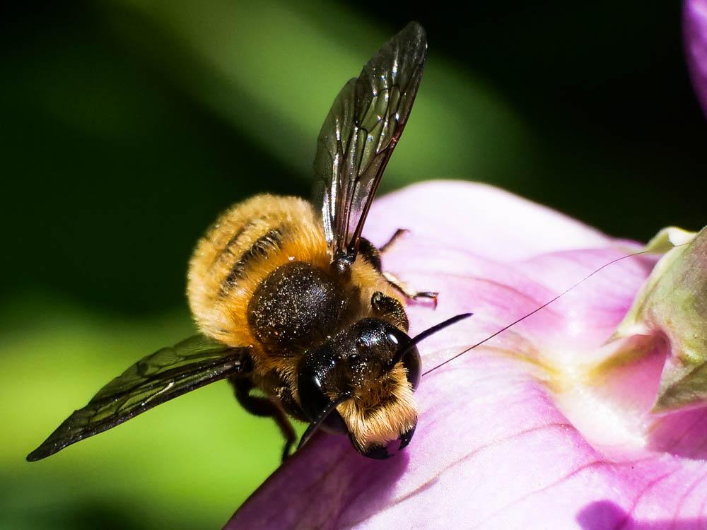 Megachile willughbiella (Kirby, 1802)