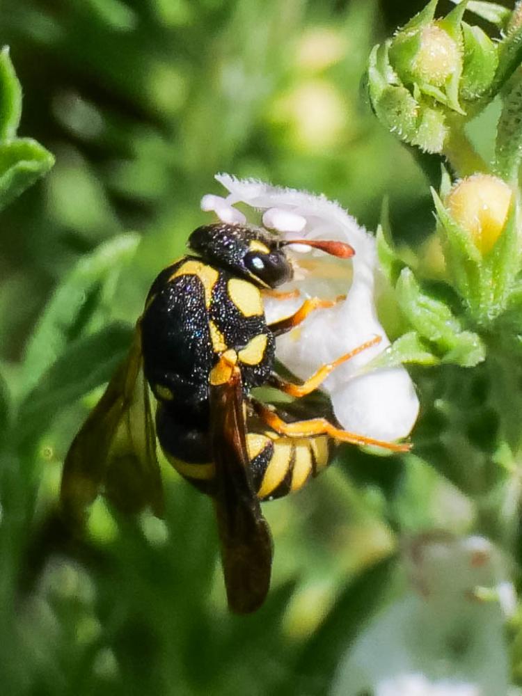 Celonites abbreviatus (Villers, 1789)