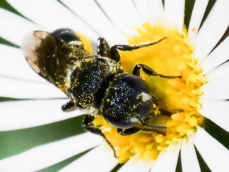  Heriades crenulata Nylander, 1856