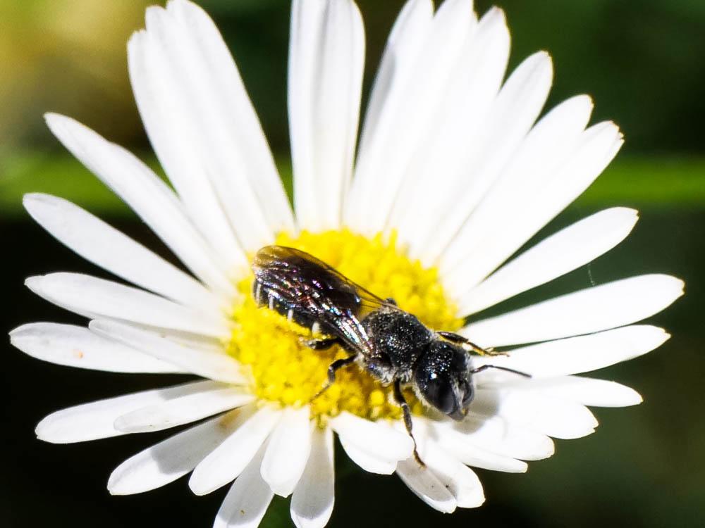  Heriades crenulata Nylander, 1856