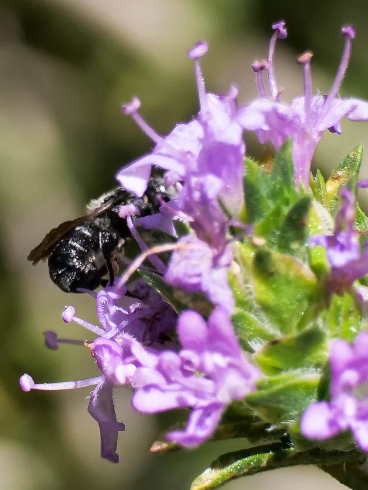  Heriades crenulata Nylander, 1856