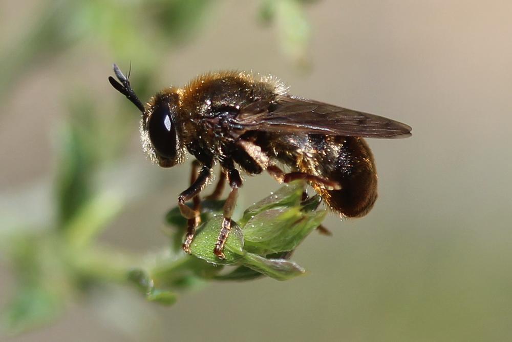 Microdon devius (Linnaeus, 1760)