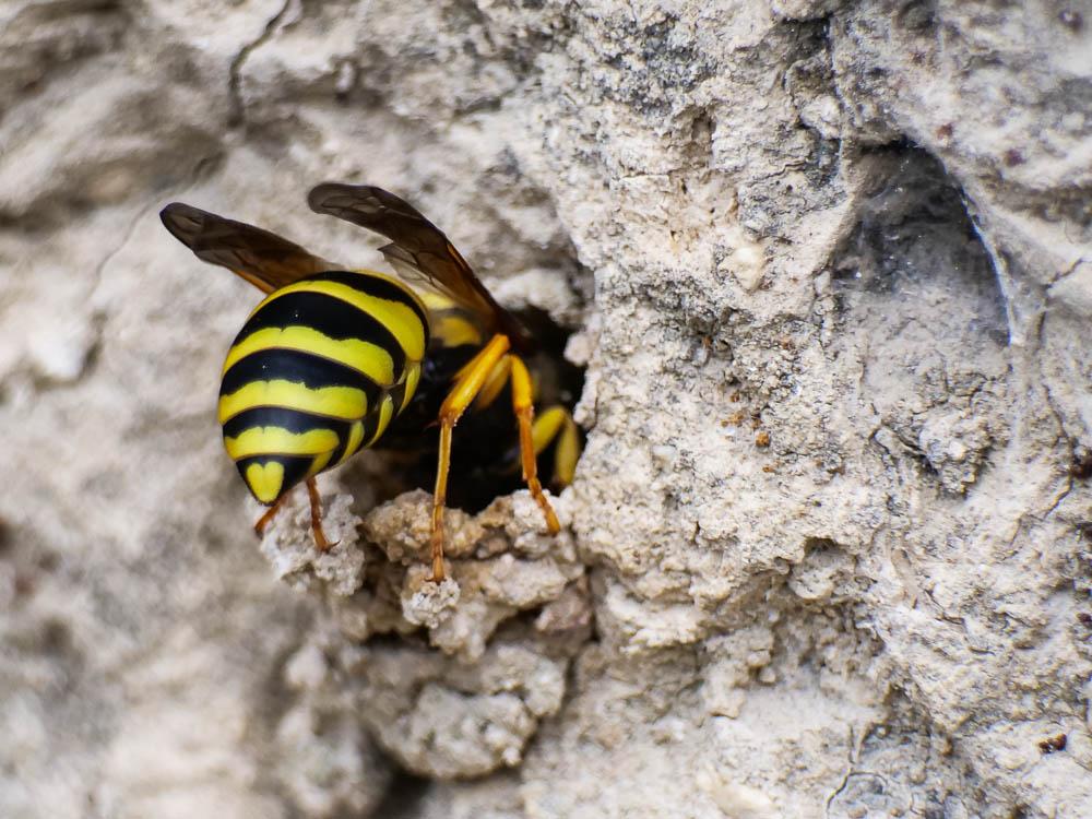  Paragymnomerus spiricornis (Spinola, 1808)