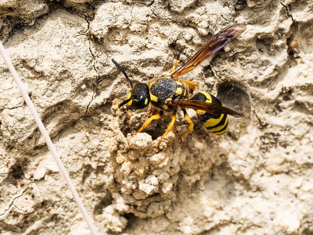  Paragymnomerus spiricornis (Spinola, 1808)