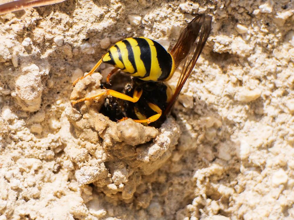  Paragymnomerus spiricornis (Spinola, 1808)