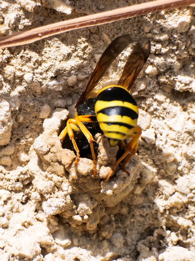  Paragymnomerus spiricornis (Spinola, 1808)