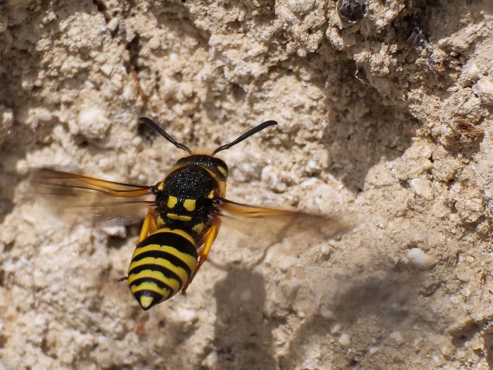 Paragymnomerus spiricornis (Spinola, 1808)