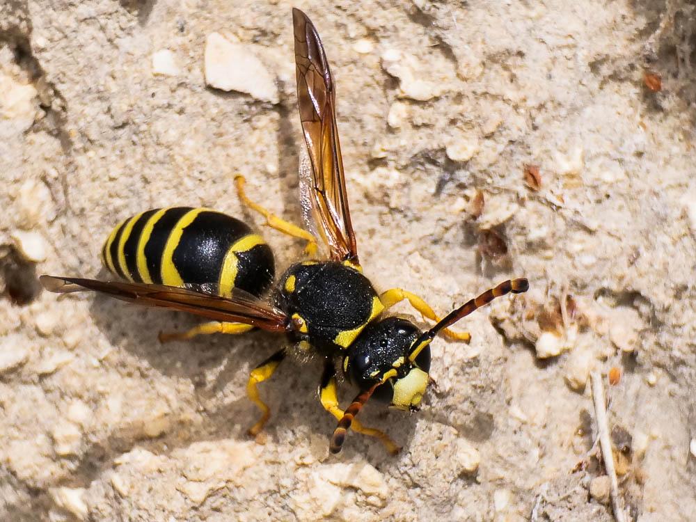  Paragymnomerus Blüthgen, 1938