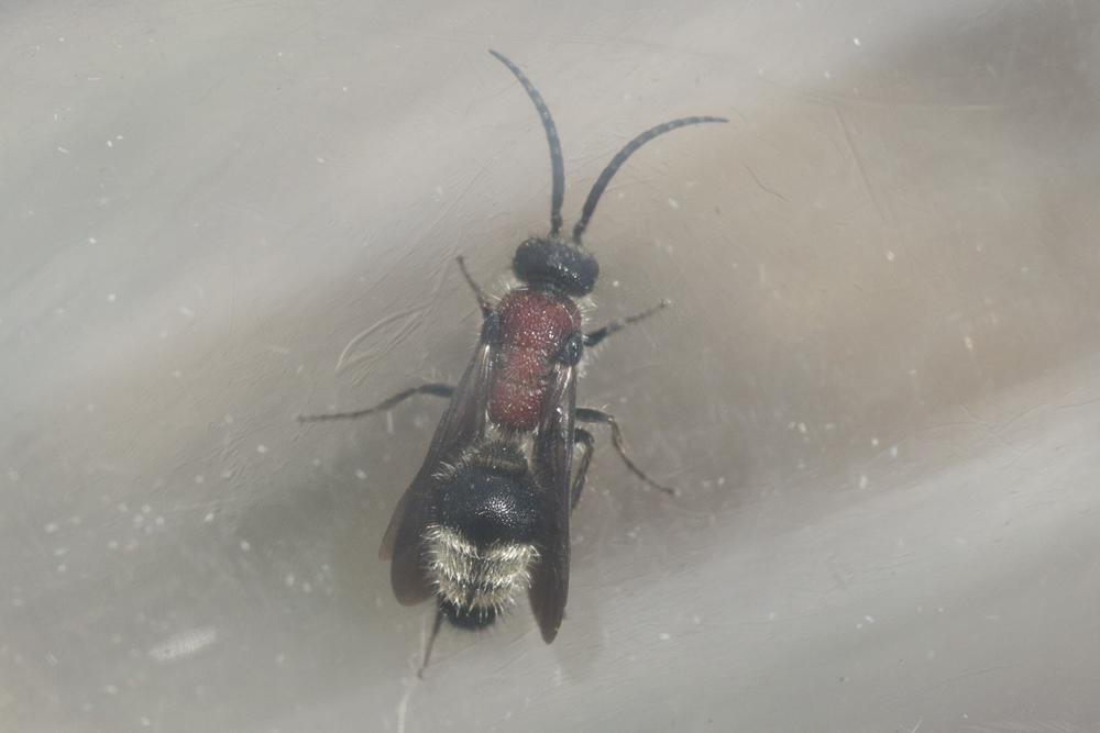 Smicromyrme partita (Klug, 1835)