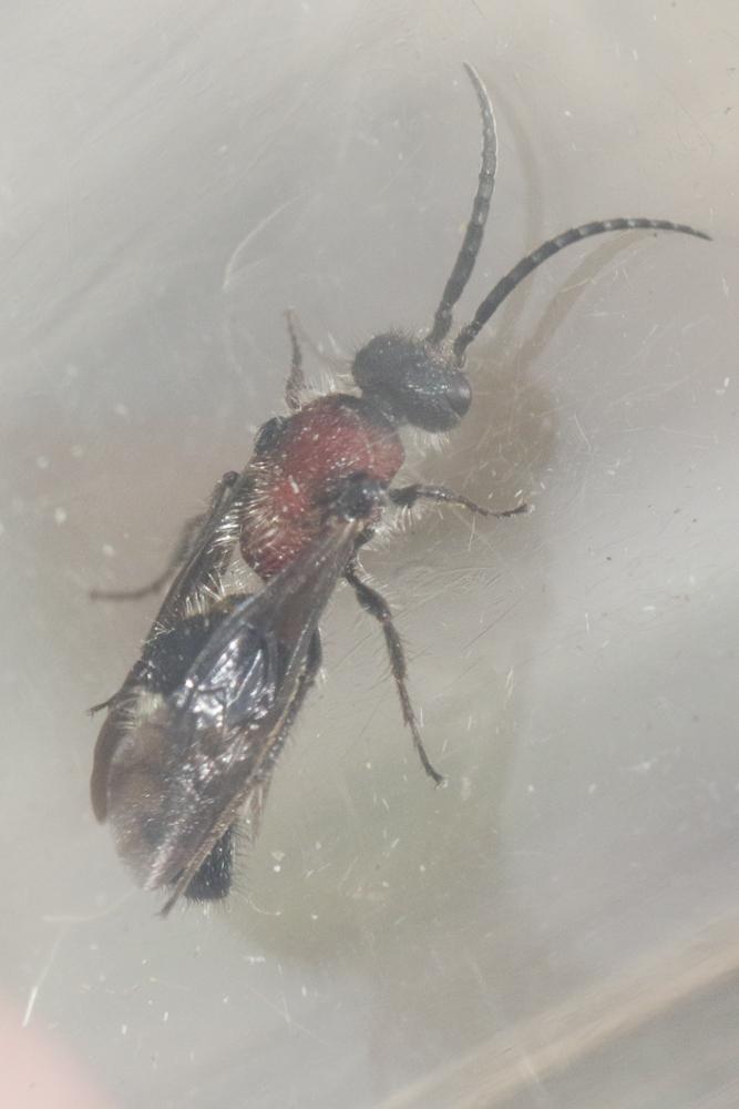  Smicromyrme partita (Klug, 1835)