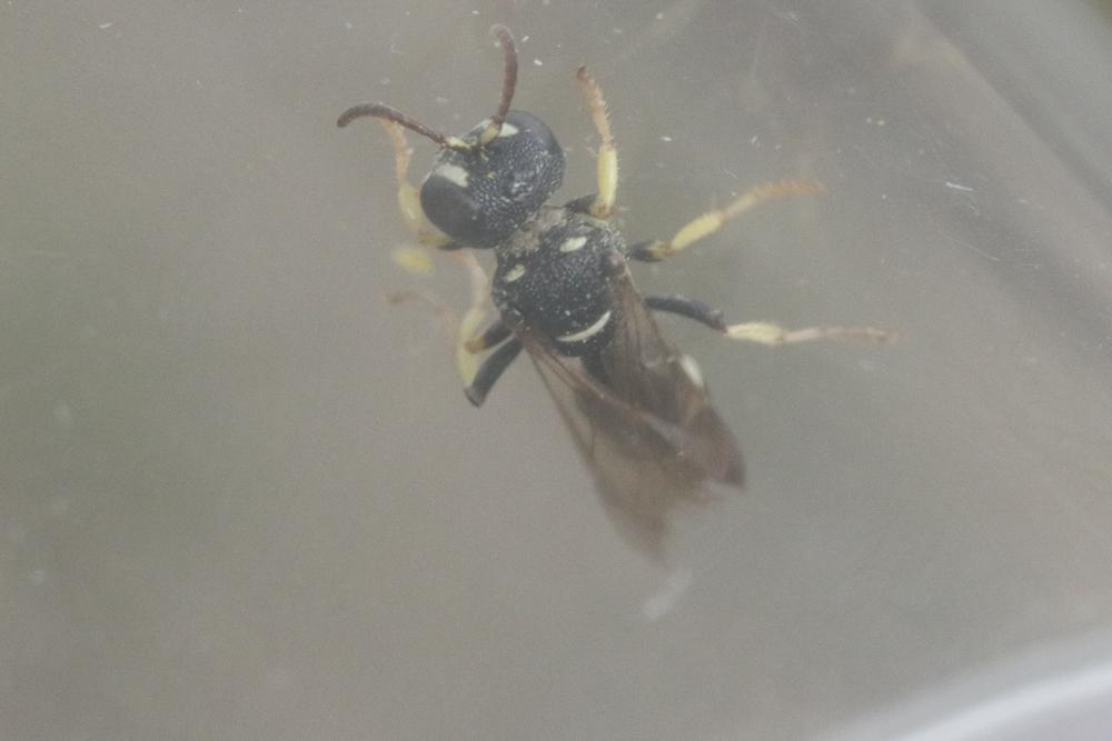 Cerceris rubida (Jurine, 1807)