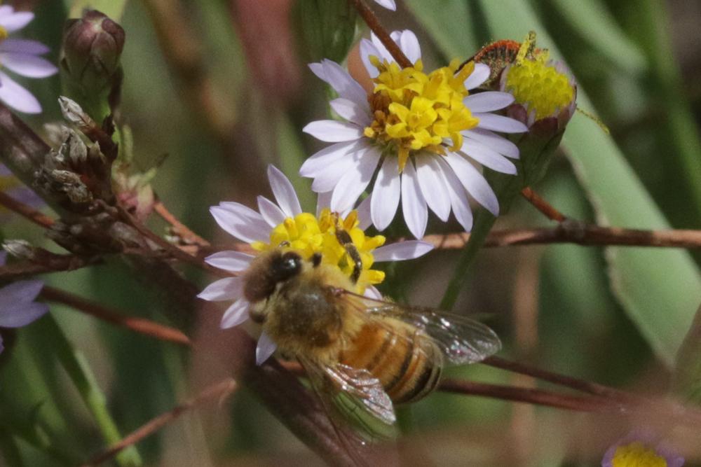Abeille domestique, Abeille européenne, Abeille me Apis mellifera Linnaeus, 1758