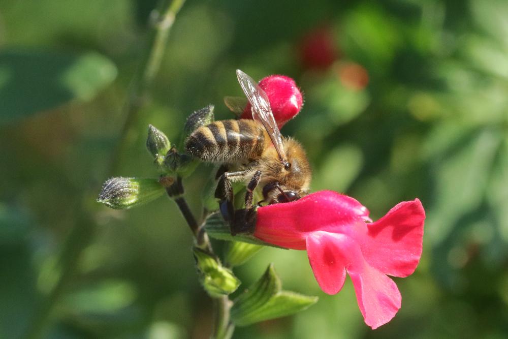 Abeille domestique, Abeille européenne, Abeille me Apis mellifera Linnaeus, 1758