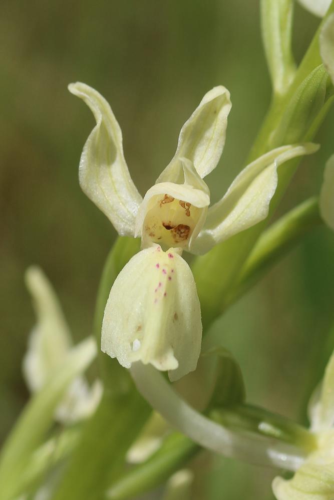 Orchis de Provence Orchis provincialis Balb. ex DC., 1806