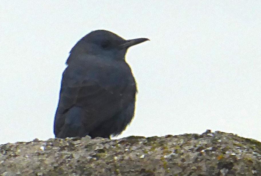 Monticole bleu, Merle bleu Monticola solitarius (Linnaeus, 1758)