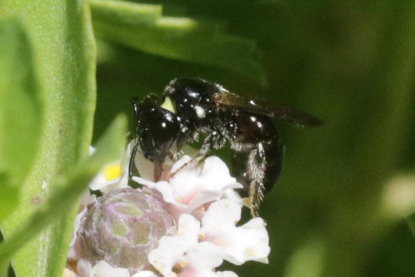 Ceratine commune Ceratina cucurbitina (Rossi, 1792)